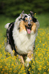 running longhaired Collie