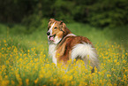 standing longhaired Collie