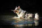 playing longhaired Collie