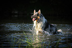 running longhaired Collie