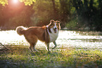 walking longhaired Collie