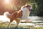 running longhaired Collie
