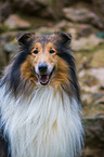 longhaired Collie Portrait