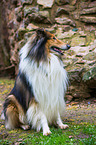 sitting longhaired Collie