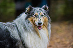 longhaired Collie Portrait