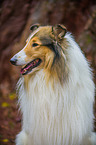 longhaired Collie Portrait
