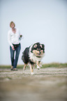 running longhaired Collie