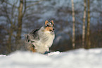 running Collie