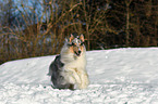 running Collie