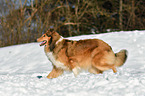 walking Collie
