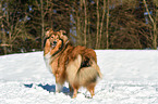 Collie