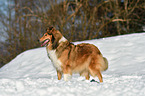Collie