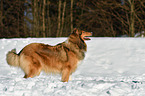 Collie