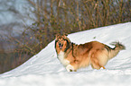 walking Collie