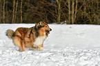 running Collie