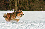 running Collie