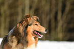 Collie Portrait