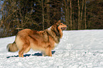 Collie