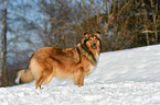 Collie