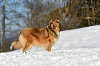 Collie