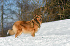 Collie