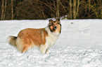 Collie
