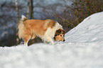 walking Collie