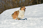 running Collie