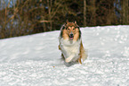 running Collie