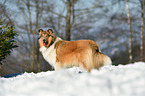 Collie