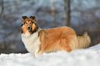 Collie