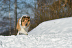 running Collie