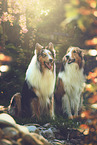 2 Collies