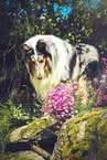 longhaired Collie