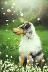 longhaired Collie Puppy