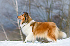 walking longhaired Collie