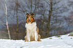 sitting longhaired Collie