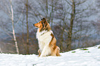 sitting longhaired Collie