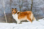 longhaired Collie
