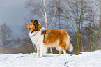 longhaired Collie