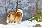 longhaired Collie