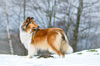 longhaired Collie