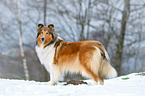 longhaired Collie