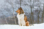 sitting longhaired Collie
