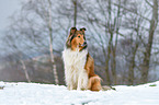 sitting longhaired Collie