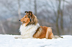 lying longhaired Collie