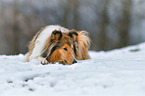 lying longhaired Collie