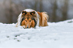 lying longhaired Collie