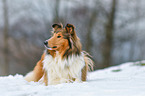 lying longhaired Collie