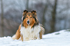 lying longhaired Collie